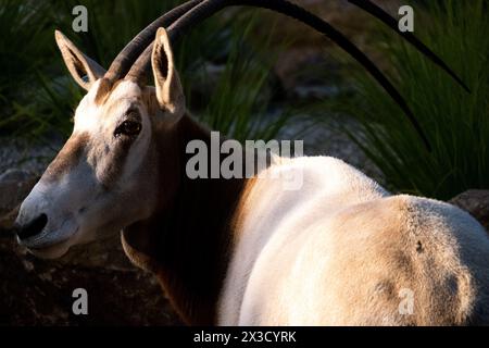 Scimitar oryx (Oryx dammah), noto anche come orice dalle corna a scimmia e orice del Sahara, allo zoo Artis di Amsterdam, Olanda, il 22 settembre 2022. Oryx Foto Stock