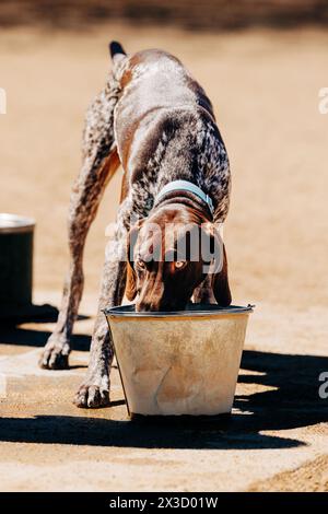 Il giovane cane Pointer beve acqua dal secchio del parco per cani Foto Stock