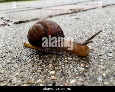 Scivolamento delle lumache sul fondo bagnato dopo la pioggia Foto Stock