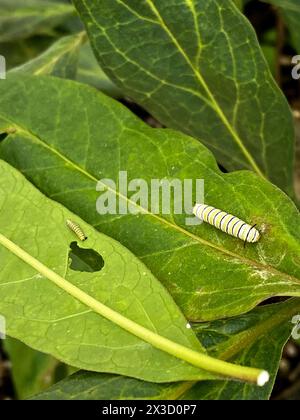 I caterpillari Monarch si nutrono di foglie verdi di erba del latte Foto Stock