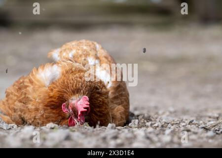 Le galline del Free Range in una fattoria fanno un bagno di polvere al sole. North Yorkshire, Regno Unito. Foto Stock