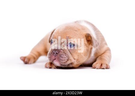 Cucciolo di cane Bulldog francese rosso molto giovane su sfondo bianco Foto Stock