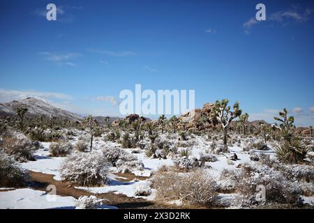 Paesaggio innevato del maestoso Joshua Tree Foto Stock