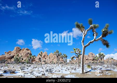 Vibranti alberi di Giosuè ricoperti di neve con uno sfondo roccioso Foto Stock