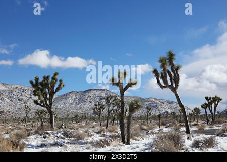 Gli alberi di Giosuè si stagliano sotto i cieli blu con colline innevate Foto Stock