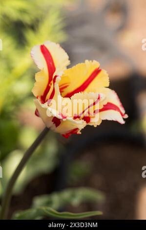 Il vivace tulipano di pappagallo mostra petali con frange e sfondo morbido Foto Stock