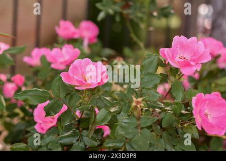 Le vivaci rose rosa fioriscono in un lussureggiante giardino verde. Foto Stock