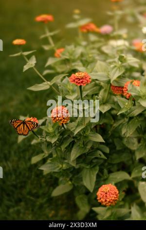 Farfalla monarca su vivide zinnie arancioni Foto Stock