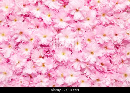 Una vista dall'alto di un fitto gruppo di ciliegi rosa in fiore, che crea uno sfondo naturale vivace e strutturato, perfetto per i design a tema primaverile Foto Stock
