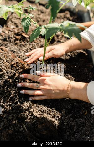 Mani attente che nutrono una giovane pianta in un ricco terreno da giardino Foto Stock