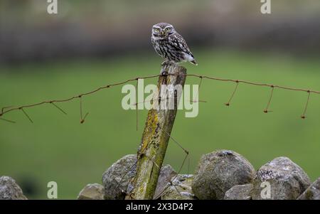 Little Owl (Athene noctua) appollaiato su un vecchio palo di recinzione durante la caccia, Wensleydale, North Yorkshire, Regno Unito. Foto Stock