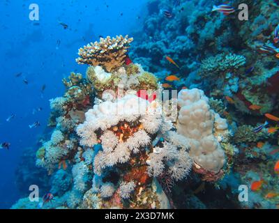 Korallen am Tauchplatz Jackson Reef, Rotes Meer, Ägypten Foto Stock