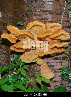 Pollo del bosco fungo resp, Laetiporus sulfureus sul tronco di albero, regione del basso Reno, Germania Foto Stock