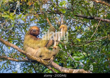 Bradipo dalla gola marrone (Bradypus variegatus), seduto su un albero alto, Costa Rica, Boca Tapada Foto Stock