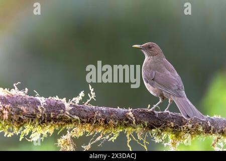 Spinta color argilla, robin color argilla (Turdus grayi), si trova su un ramo della foresta pluviale, Costa Rica, Los Quetzales National Park Foto Stock