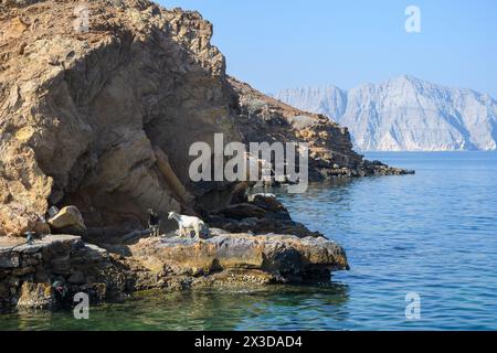 Scopri la serena bellezza dei fiordi di Khasab, dove le maestose montagne incontrano il mare tranquillo, offrendo uno sguardo nell'anima di un tradizionale Foto Stock