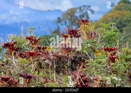 Bromeliadi sulla cima degli alberi nella foresta pluviale di montagna, Costa Rica, Parco Nazionale Los Quetzales Foto Stock