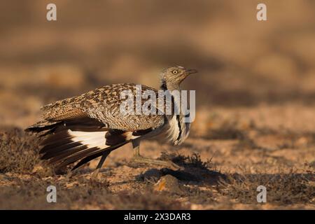 houbara, houbara delle Canarie (Chlamydotis undulata fuertaventurae), houbara a piedi, vista laterale, Isole Canarie, Fuerteventura Foto Stock