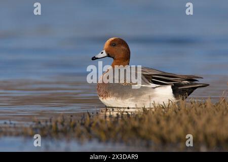 Wigeon europeo, wigeon eurasiatico (Anas penelope, Mareca penelope), drake nuoto, vista laterale, Italia, Toscana, stagno di Padule; piana fiorentina, fuoco Foto Stock