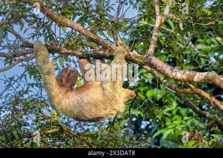 Bradipo dalla gola marrone (Bradypus variegatus), pende in un albero alto, Costa Rica, Boca Tapada Foto Stock