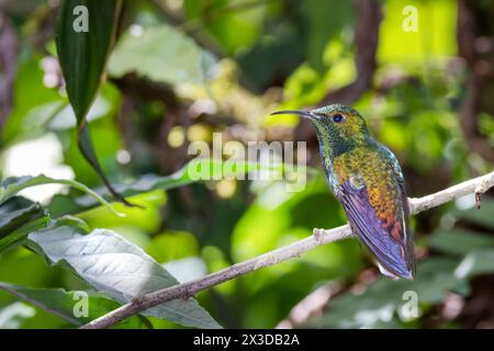 Smeraldo con testa di rame (Microchera cupreiceps, Elvira cupreiceps), uomo seduto su un ramo, Costa Rica, Alajuela, cascate la Paz Foto Stock