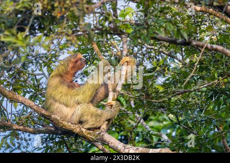 Bradipo dalla gola marrone (Bradypus variegatus), seduto su un albero alto, Costa Rica, Boca Tapada Foto Stock