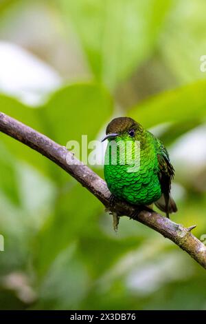 Smeraldo con testa di rame (Microchera cupreiceps, Elvira cupreiceps), uomo seduto su un ramo, Costa Rica, Alajuela, cascate la Paz Foto Stock