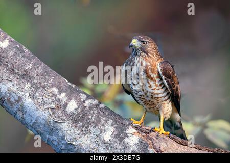 Falco ad ala larga (Buteo platypterus), seduto su un ramo, Costa Rica, Tarcoles Foto Stock