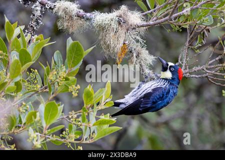 Picchio di mais (Melanerpes formicivorus), femmina appesa su un albero nella foresta pluviale di montagna, Costa Rica, San Gerardo de Dota Foto Stock