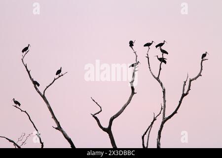 Ibis a spalla bianca (Pseudibis davisoni), gregge di ibisi a spalla bianca sul loro rifugio serale, Cambogia, Tmatboey Foto Stock