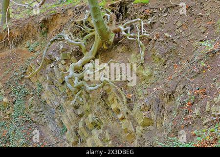 Faggio comune (Fagus sylvatica), radici esposte di un faggio, Germania, Renania settentrionale-Vestfalia Foto Stock