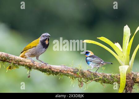 Saltatore con gola di buff (Saltator maximus), seduto su una filiale, Costa Rica, Boca Tapada Foto Stock