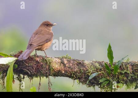 Spinta color argilla, robin color argilla (Turdus grayi), si trova su un ramo della foresta pluviale, Costa Rica, Boca Tapada Foto Stock