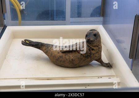 Santuario delle foche A Seal A Stellendam, sulla penisola di Goeree-Overflakkee, Olanda meridionale, Paesi Bassi. Qui, principalmente giovani cuccioli di foca, che hanno perso te Foto Stock