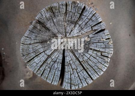 Vecchio palo in legno di un groyne sulla spiaggia di Domburg a Walcheren, Zelanda, Paesi Bassi. Alter Holzpfahl einer Buhne am Strand von Domburg auf Walchere Foto Stock