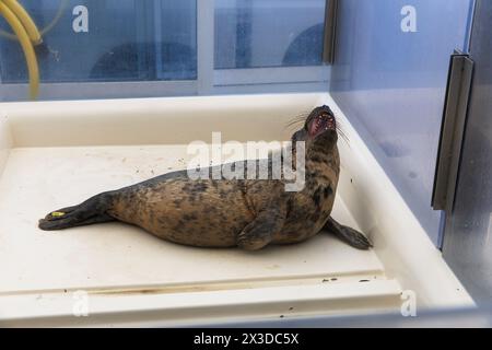 Santuario delle foche A Seal A Stellendam, sulla penisola di Goeree-Overflakkee, Olanda meridionale, Paesi Bassi. Qui, principalmente giovani cuccioli di foca, che hanno perso te Foto Stock