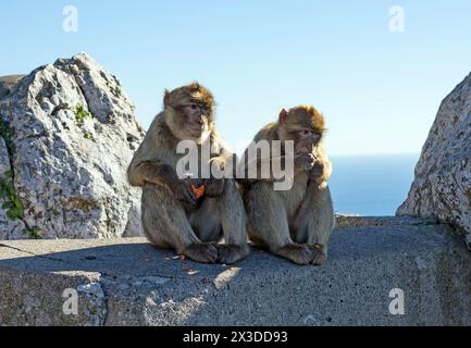 Due scimmie sedute su una roccia e mangiano frutta data dal turista a Gibilterra Foto Stock