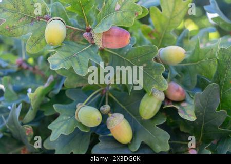 Ghiande non mature su una quercia in una foresta Foto Stock