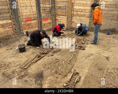 Duesseldorf, Germania. 26 aprile 2024. Gli archeologi scoprono scheletri nella fossa di scavo per la nuova guest House del parlamento statale. Un cimitero del XVIII secolo si trovava sotto la vecchia guest House. Credito: Oliver Auster/dpa/Alamy Live News Foto Stock