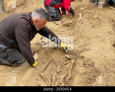 Duesseldorf, Germania. 26 aprile 2024. Gli archeologi scoprono scheletri nella fossa di scavo per la nuova guest House del parlamento statale. Un cimitero del XVIII secolo si trovava sotto la vecchia guest House. Credito: Oliver Auster/dpa/Alamy Live News Foto Stock