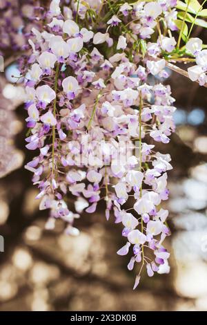 Splendidi fiori di Wisteria in un giardino primaverile in una giornata di sole. Messa a fuoco selettiva. Foto Stock