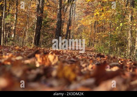 Virginia, U.S.A. Path in una foresta decidua a fine ottobre. Foto Stock