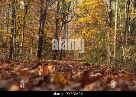 Virginia, U.S.A. Path in una foresta decidua a fine ottobre. Foto Stock