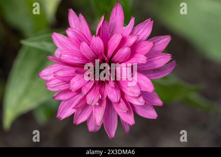 primo piano di una testa di fiori di Tartufo di mora di Echinacea purpurea Foto Stock