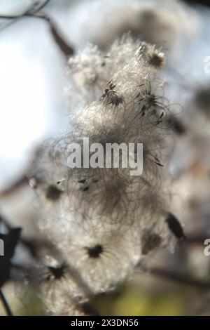 Virginia, U.S.A. primo piano dei semi di Clematis vitalba (barba di vecchio) in autunno. Foto Stock