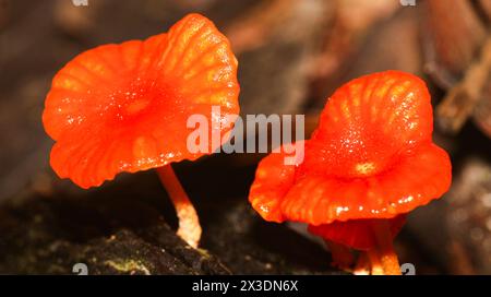 Funghi tropicali, foresta pluviale tropicale, bacino del fiume Napo, Amazzonia, Ecuador, America Foto Stock