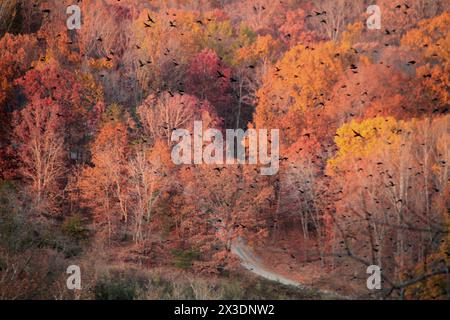 Virginia, U.S.A. stormo di uccelli che volano sopra i boschi cambiando colore in autunno. Foto Stock