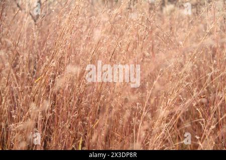 Virginia, U.S.A. Field of Little Bluestem Grass in inverno. Foto Stock