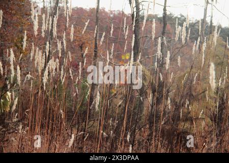 Virginia, U.S.A. Field of Silver Bluestem in inverno. Foto Stock