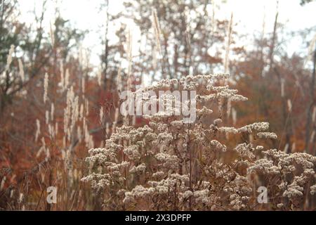 Virginia, U.S.A. primo piano di piante secche di verga d'oro nel campo in inverno. Foto Stock